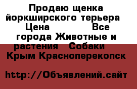 Продаю щенка йоркширского терьера  › Цена ­ 20 000 - Все города Животные и растения » Собаки   . Крым,Красноперекопск